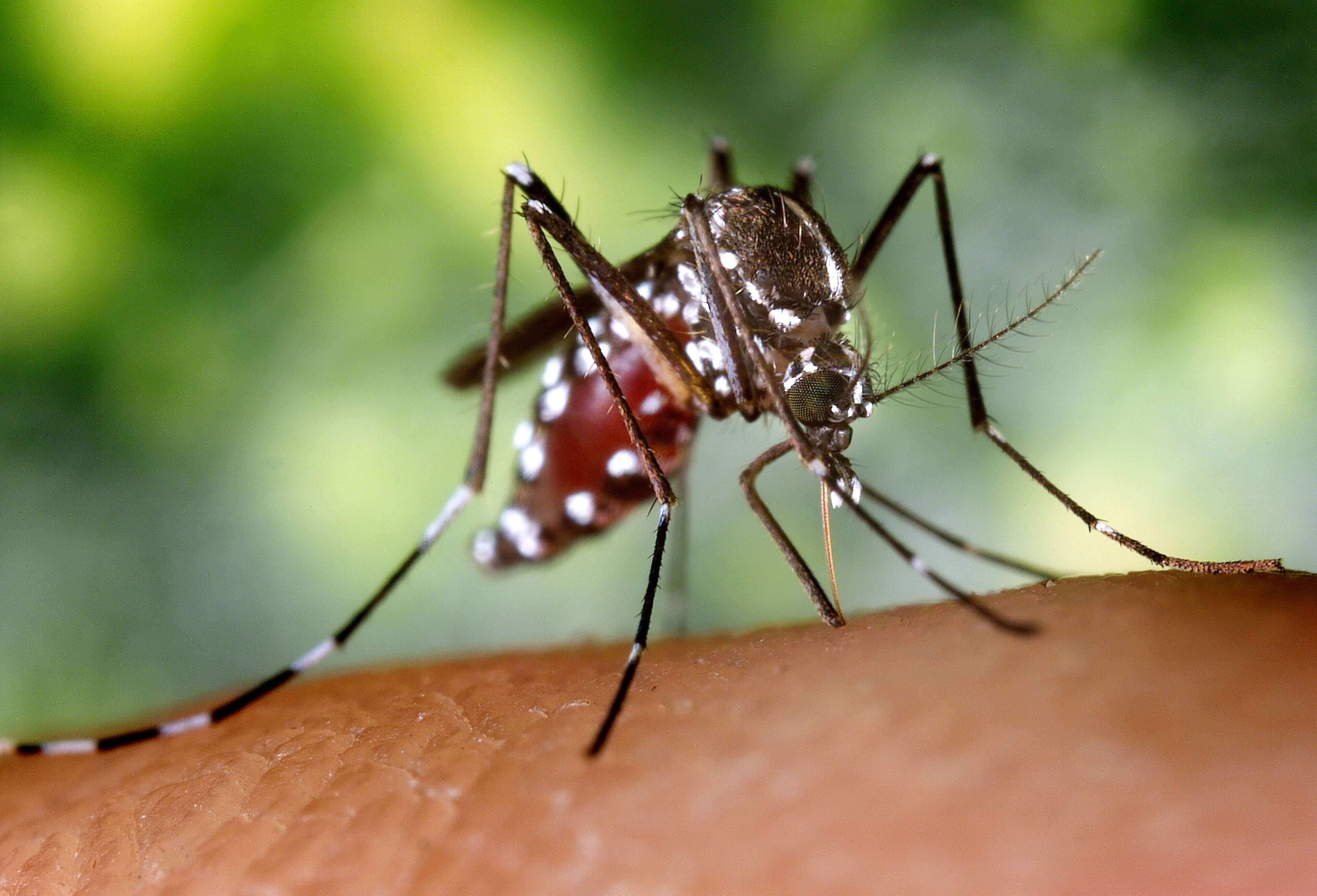 mosquito-repellent-singapore